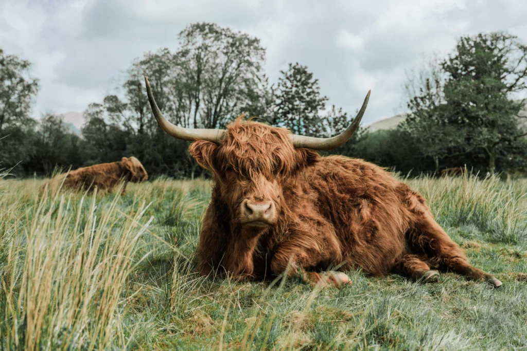 Explore Lochgoilhead and the Arrochar Alps at Drimsynie Estate